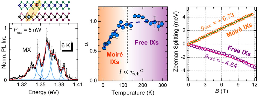 Left: ensemble of single photon emitters originating from moiré excitons formed by electrons and holes confined in different 2D crystals. Center: signature of moiré exciton delocalisation induced by temperature as deduced by the rate of  exciton increase with potential population. Right: signature of moiré exciton delocalisation induced by temperature as deduced by the exciton magnetic moment.